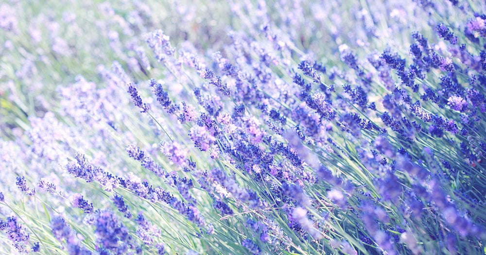 Duftspender zum Selbermachen - Unsere DIY Tipps für den ganz eigenen Raumduft