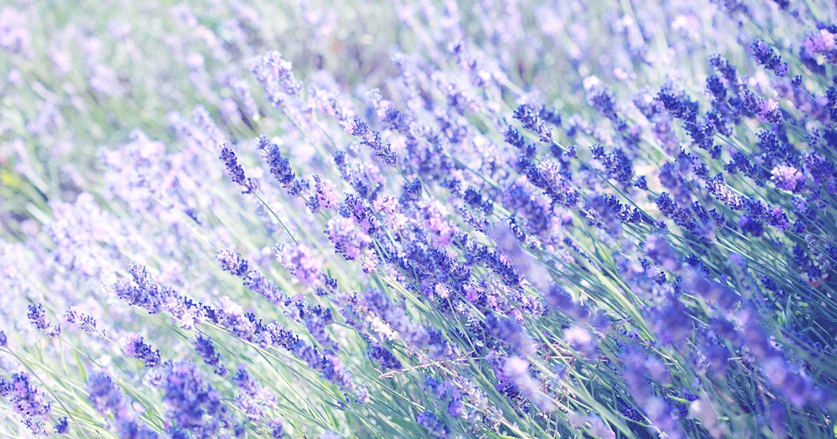 Duftspender zum Selbermachen - Unsere DIY Tipps für den ganz eigenen Raumduft