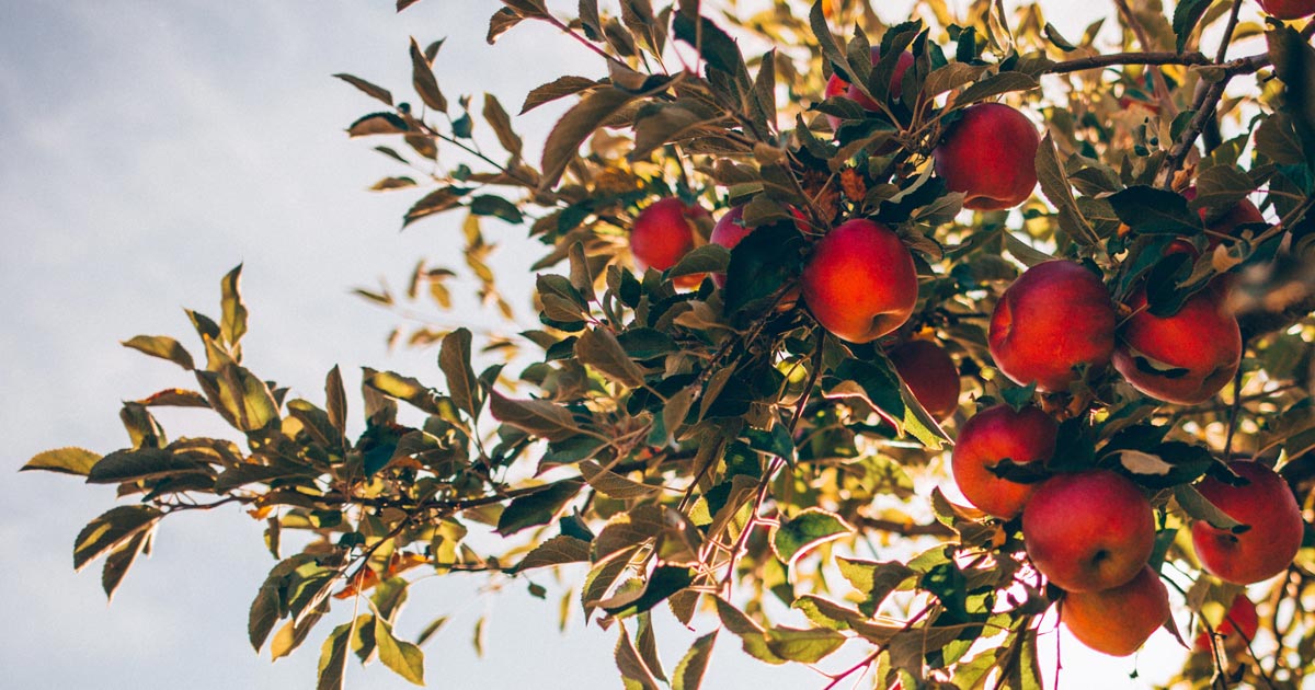 How do you like them Apples?