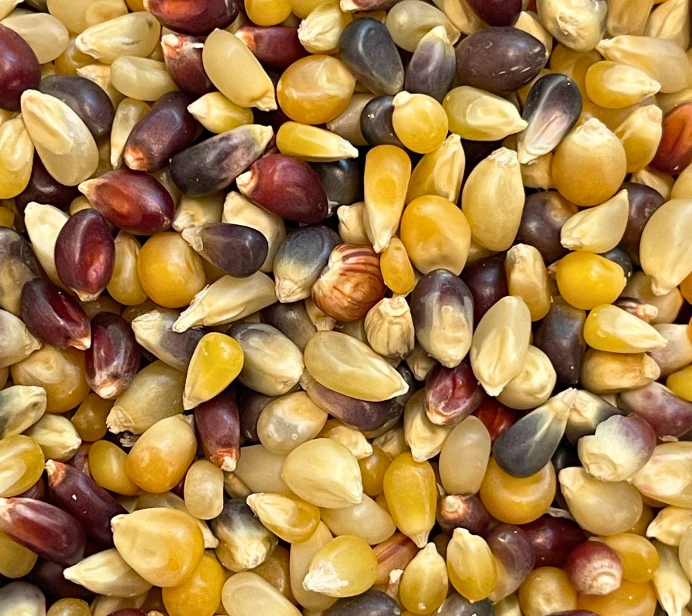 
                  
                    Entdecken Sie die Everly Grace Pumpkin Time Popcornkörner - hochwertiger Gourmet-Popcornmais. Handverlesen & knusprig. Jetzt bei American Heritage online kaufen!
                  
                