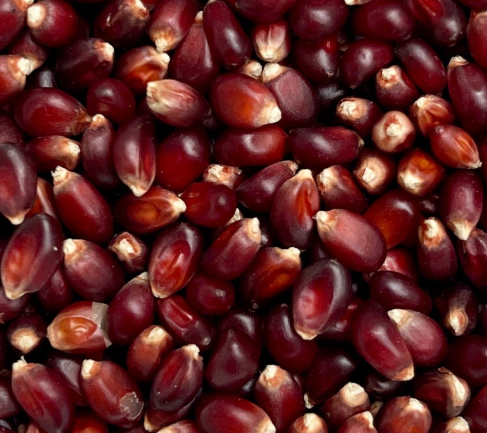 Everly Grace Christmas Crunch Kernels