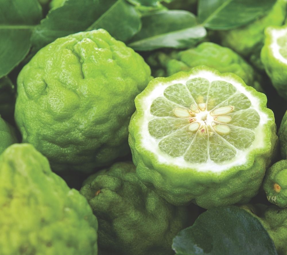 
                  
                    Country Candle Fresh Bergamot Duftkerze – Erfrischende Bergamotte, Zitrus & Basilikum für belebende Frische
                  
                