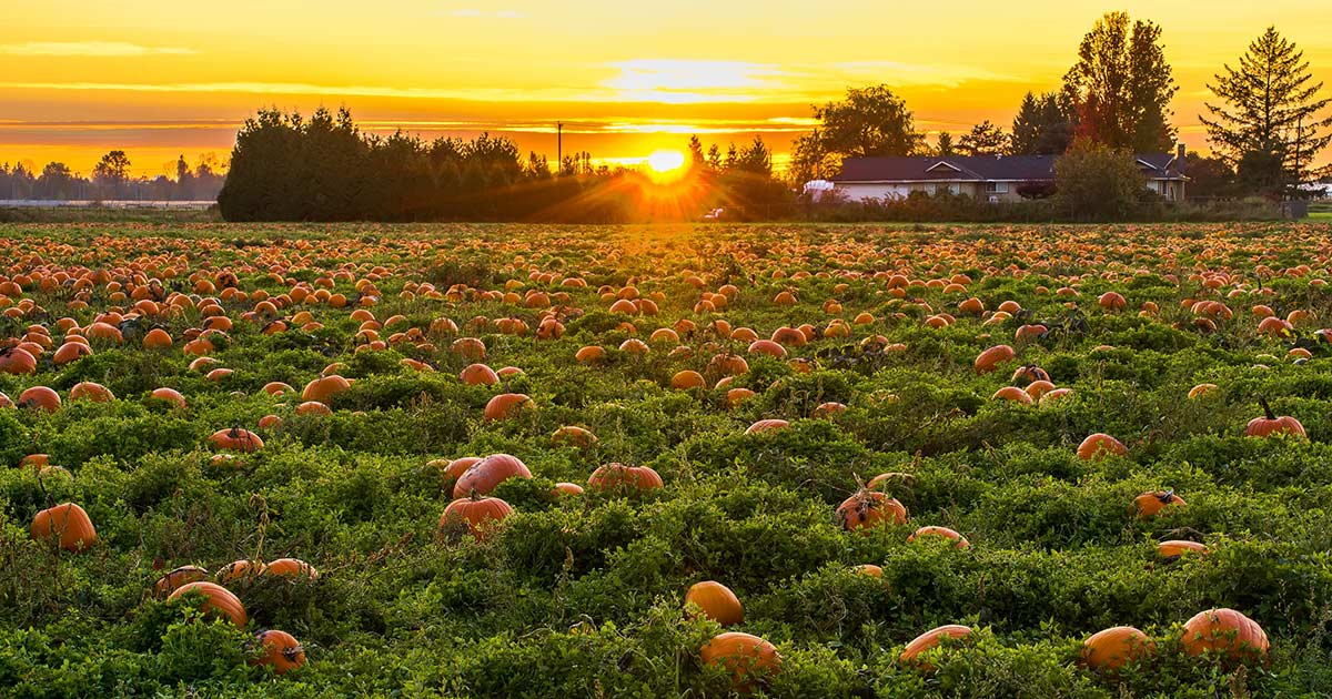 P-P-P-Pumpkin - From Halloween Pumpkins, Pumpkin Pie & Co.